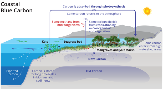 BlueCarbon